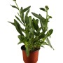 Garten-Margerite Snow Lady im Topf, weiße Blütenknospen und grüne Blätter.