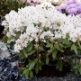 Blühender, weißer Rhododendron Hybr. Madame Masson (40–50 cm) im Gartenbeet.