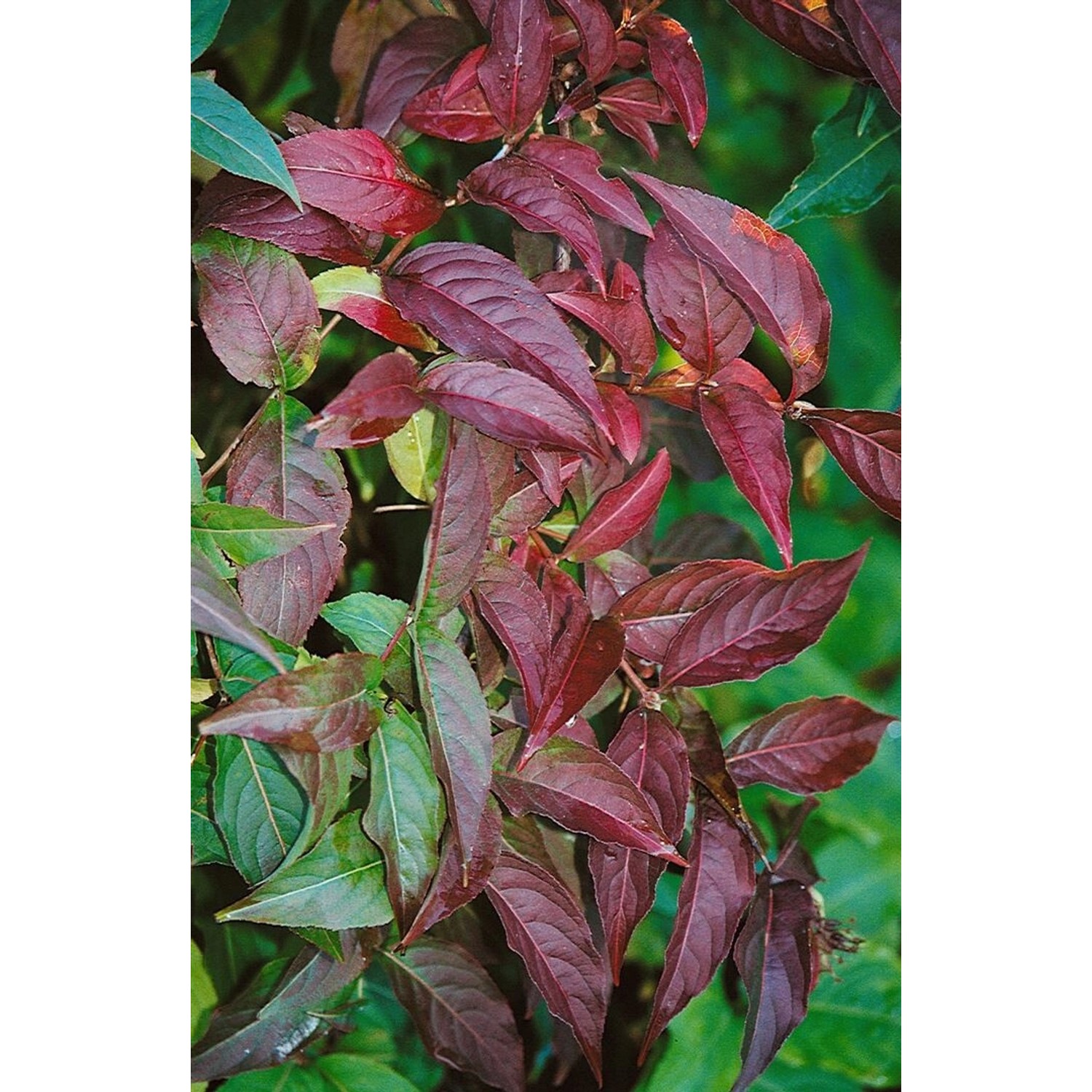 Diervilla Lonicera Buschgeißblatt 40–60 cm günstig online kaufen