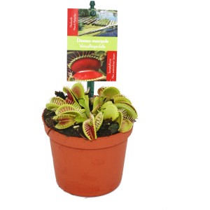 Venusfliegenfalle (Dionaea muscipula) im Topf, eine exotische, fleischfressende Pflanze mit Fangblättern.