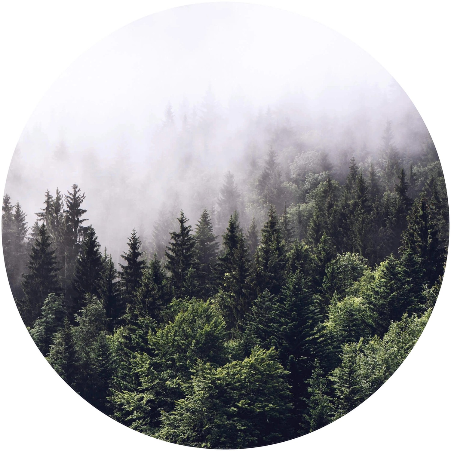 Erfurt Fototapete Vlies Tannenwald im Nebel Ø 284 cm