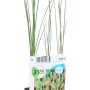 Zwergrohrkolben im Topf, grüne Blätter. Ideal für Gartenteiche und Feuchtgebiete.