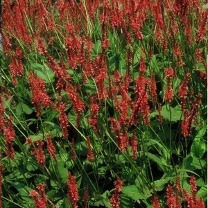 Winterharte Exotenherz Kerzen Knöterich Staude mit roten Blüten als Bodendecker.