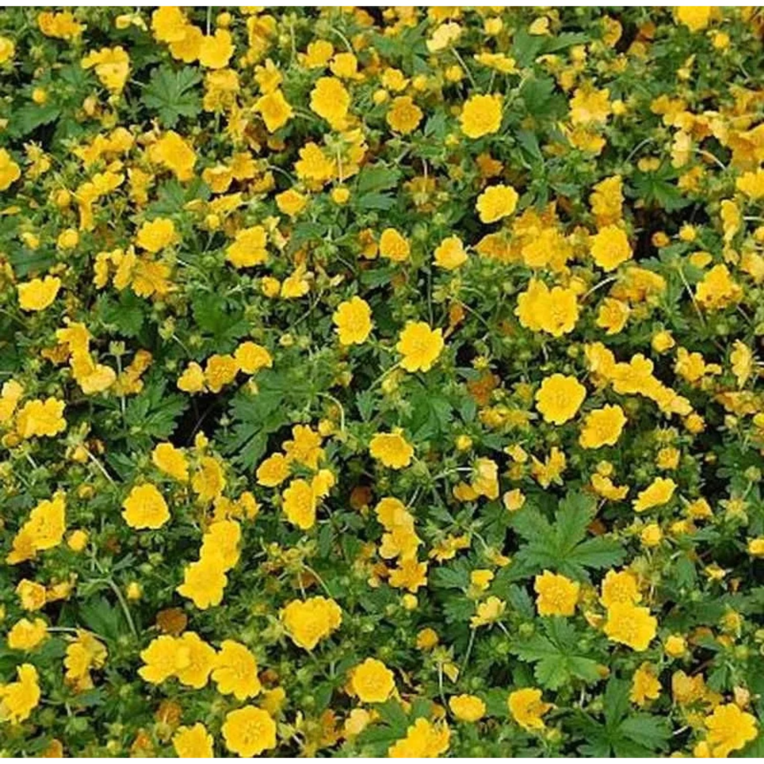 Zottiges Fingerkraut Goldrausch - Potentilla crantzii