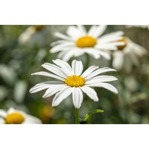 Nahaufnahme der Leucanthemum 'Gruppenstolz' (Margerite) mit weißen Blüten und gelber Mitte.