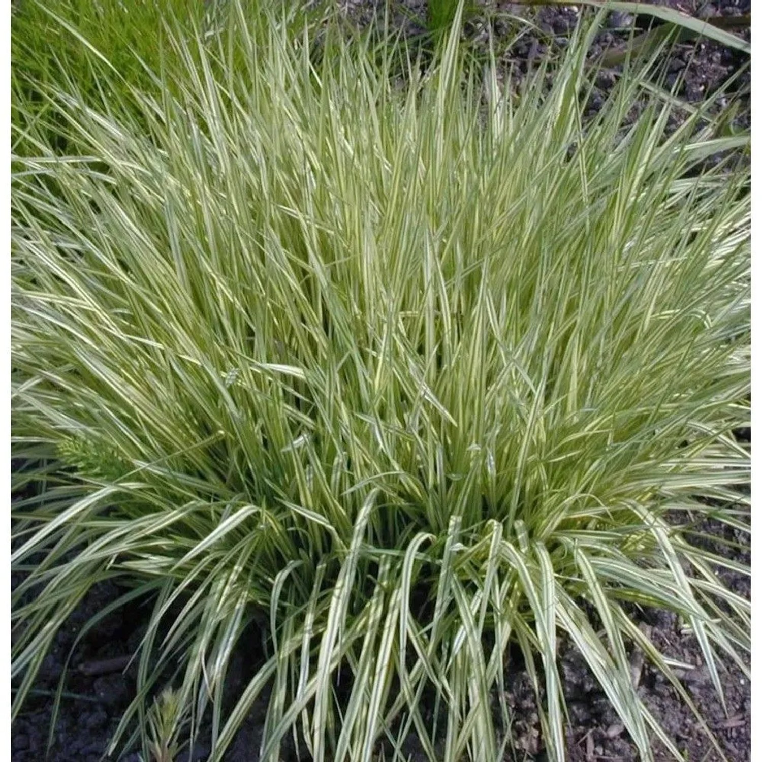 Moor Pfeifengras - Molinia caerulea