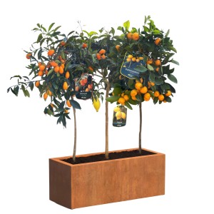 Citrus Mix Set mit Zitrone, Kumquat und Calamondin im Cortenstahl-Kübel. Mediterranes Flair für Garten und Terrasse.