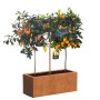 Citrus Mix Set mit Zitrone, Kumquat und Calamondin im Cortenstahl-Kübel. Mediterranes Flair für Garten und Terrasse.