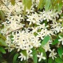 Immergrüne Clematis Armandii Snowdrift mit üppigen, weißen Blüten.