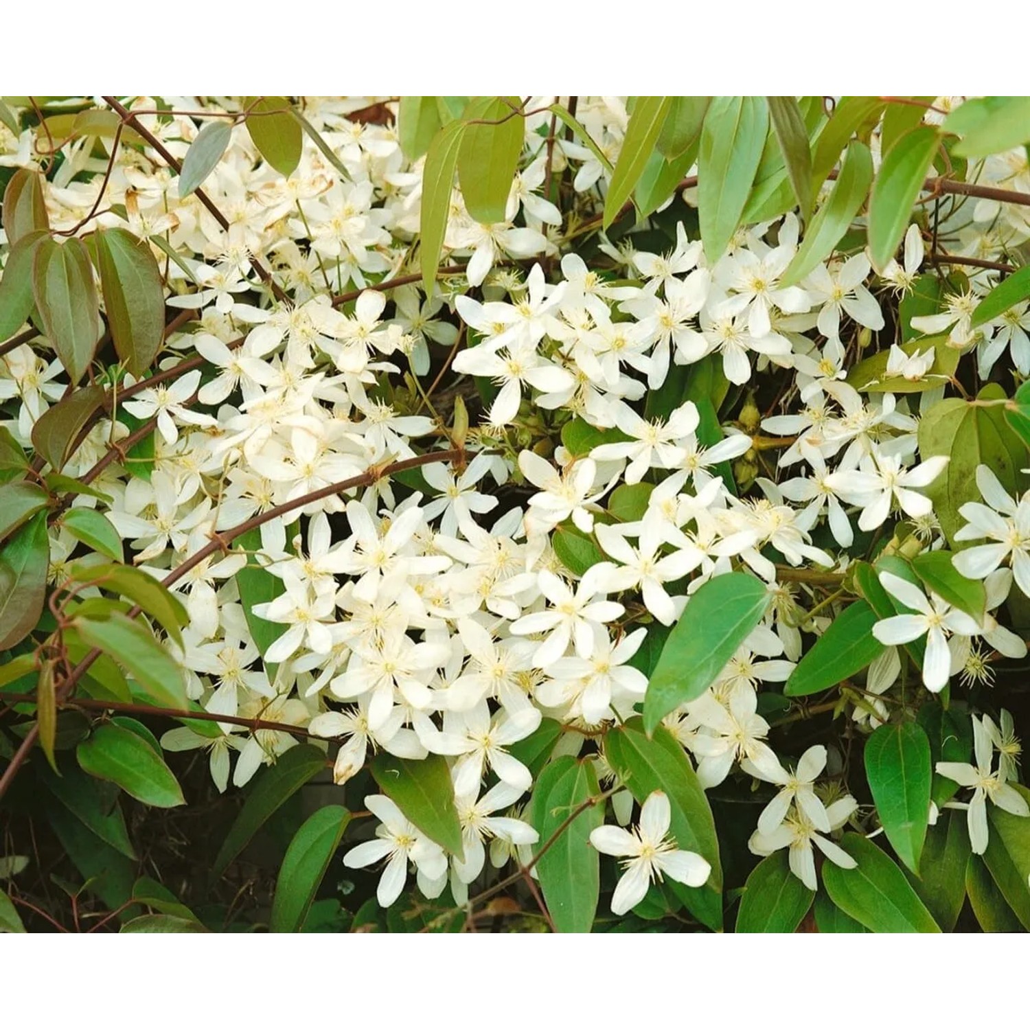 Immergrüne Clematis Armandii Snowdrift mit üppigen, weißen Blüten.