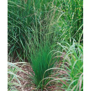 Moorgras 'Heidebraut' (Molinia caerulea) im Garten, schlanke grüne Halme mit filigranen Blütenständen.
