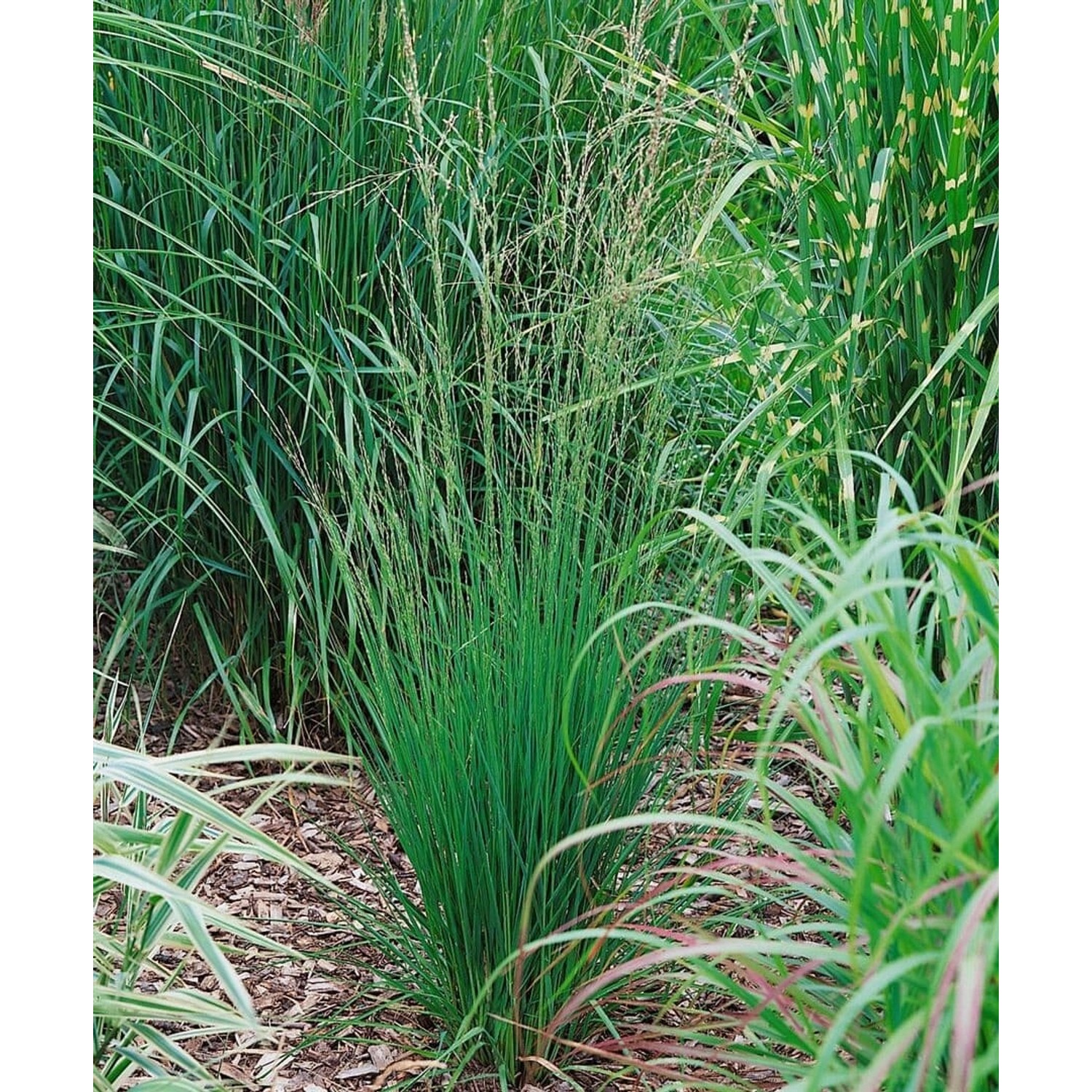 Molinia Caerulea Heidebraut Moorgras Ca. 9x9 cm Topf günstig online kaufen