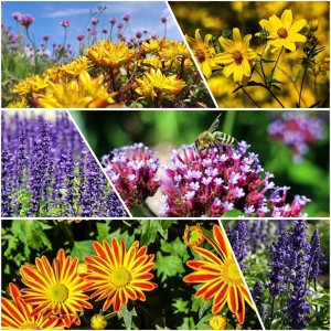 Sonnenkönige Stauden 6er-Set: Mix aus farbenfrohen, hitzetoleranten Blütenstauden für sonnige Standorte.