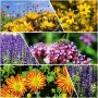 Sonnenkönige Stauden 6er-Set: Mix aus farbenfrohen, hitzetoleranten Blütenstauden für sonnige Standorte.