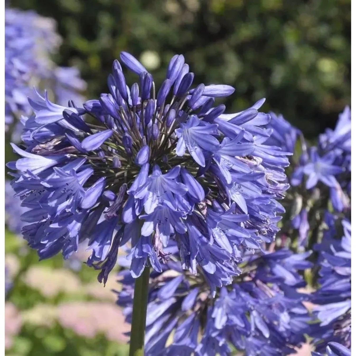 Schmucklilie Blue Umbrella - Agapanthus africanus