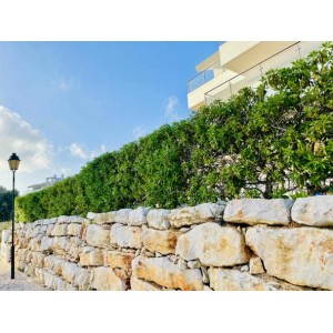 Baumfink Kirschlorbeer Hecke (15-30cm) im Topf als immergrüner Sichtschutz.