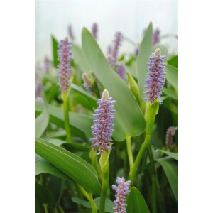 Blühendes Hechtkraut (Pontederia) mit blau-violetten Blüten und grünen Blättern im Topf.