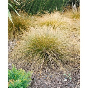 Carex Testacea, Neuseeländische Segge mit orange-braunen Halmen im 9x9 cm Topf.