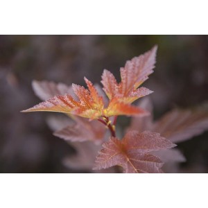 Nahaufnahme der bunten Blätter der Physocarpus Opulifolius Amber Jubilee Blasenspiere.