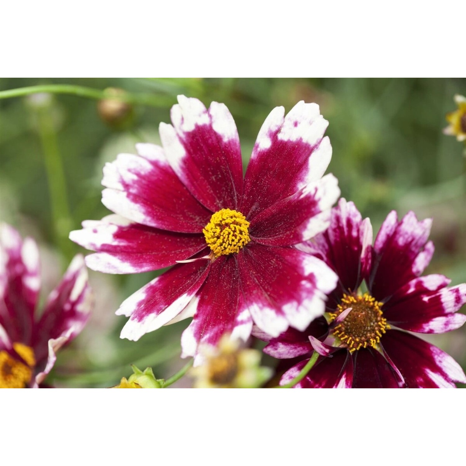 Coreopsis Rosea Ruby Frost Mädchenauge Ca. 11x11 cm Topf günstig online kaufen