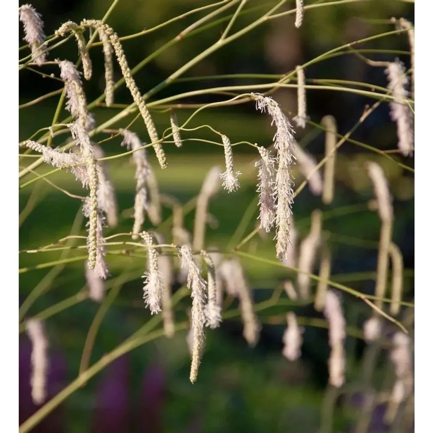 Roter Garten Wiesenknopf - Sanguisorba tenuifolia