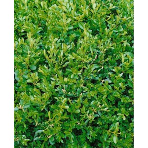 Detailaufnahme des dichten, grünen Laubs von Buxus sempervirens 'Herrenhausen' Heckenpflanze.