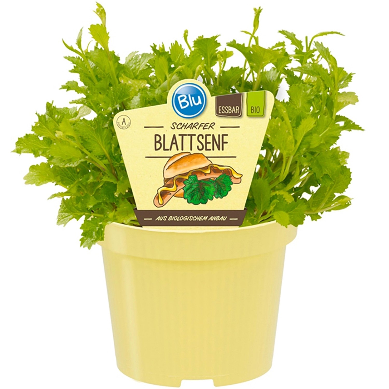 Blu Bio-Blattsenf Topf-Ø ca. 12 cm Brassica günstig online kaufen