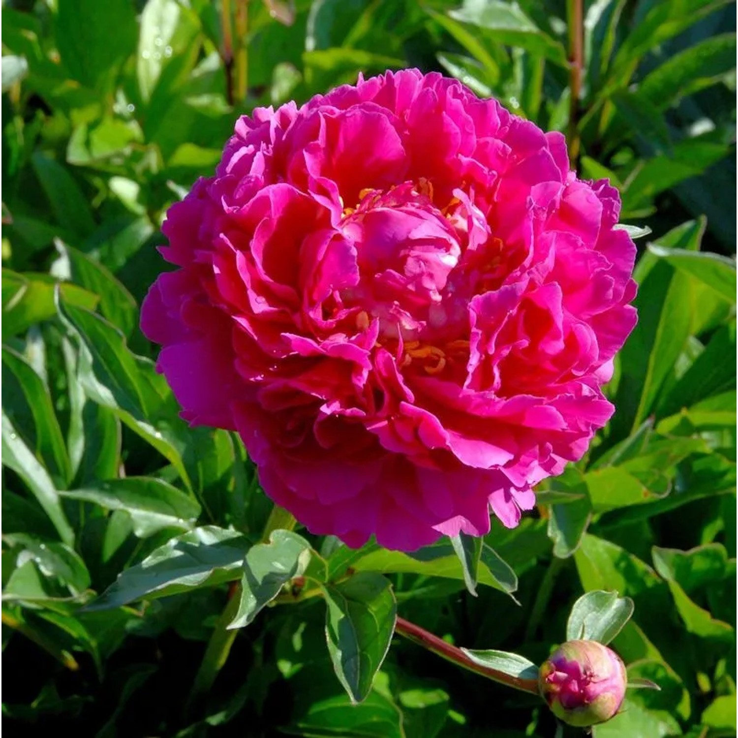 Edelpfingstrose Karl Rosenfield - Paeonia,actiflora
