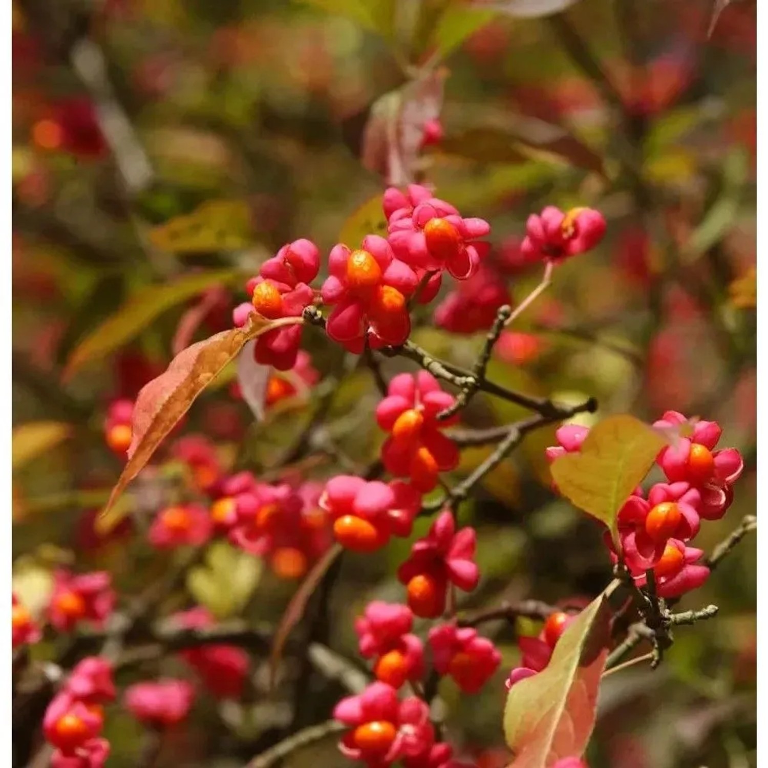 Pfaffenhütchen 40-60cm - Euonymus europaeus