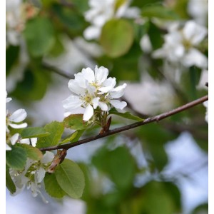 Blühende Erlenblättrige Felsenbirne Greatberry Garden mit weißen Blüten.