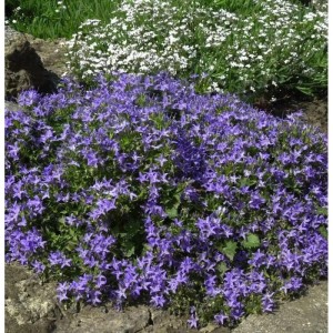 Blühende Monte Gargano Glockenblume (Campanula garganica) im Garten.