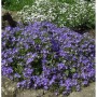 Blühende Monte Gargano Glockenblume (Campanula garganica) im Garten.