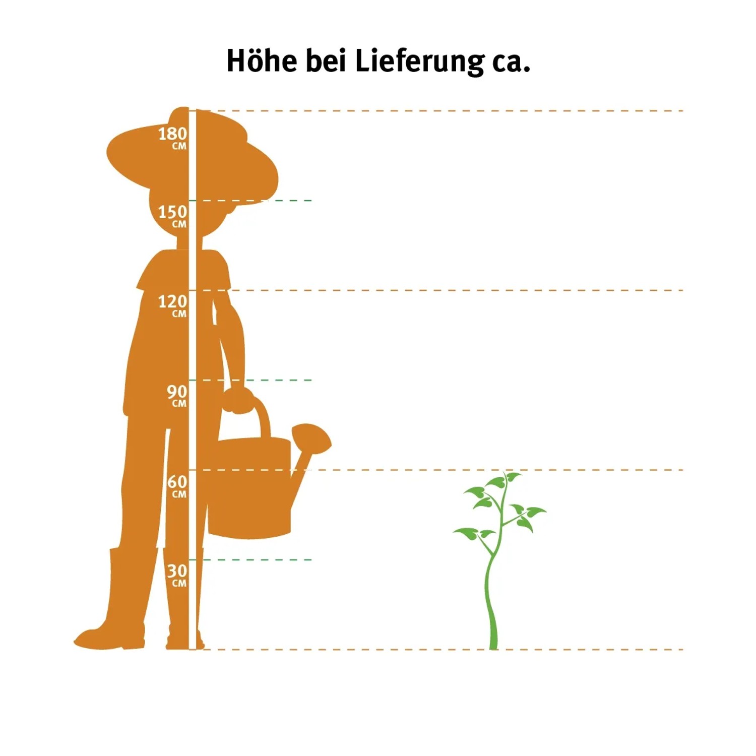 Größenvergleich: Felsenbirne Weiß (ca. 50-60cm) neben Person mit Gießkanne.