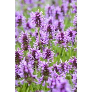 Blühende Katzenminze (Nepeta Nervosa) im 9x9 cm Topf. Blaue Blütenstände der Staude im Detail.