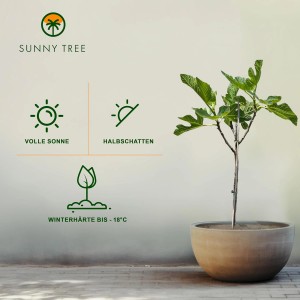 Feigenbaum 'Sunny-Tree' im Topf, ca. 100cm hoch, winterhart bis -18°C.