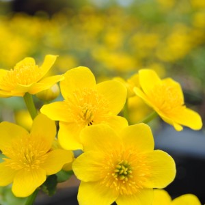 Nahaufnahme der gelben Blüten der Sumpfdotterblume im Topf. Teichpflanze für sonnige Standorte.