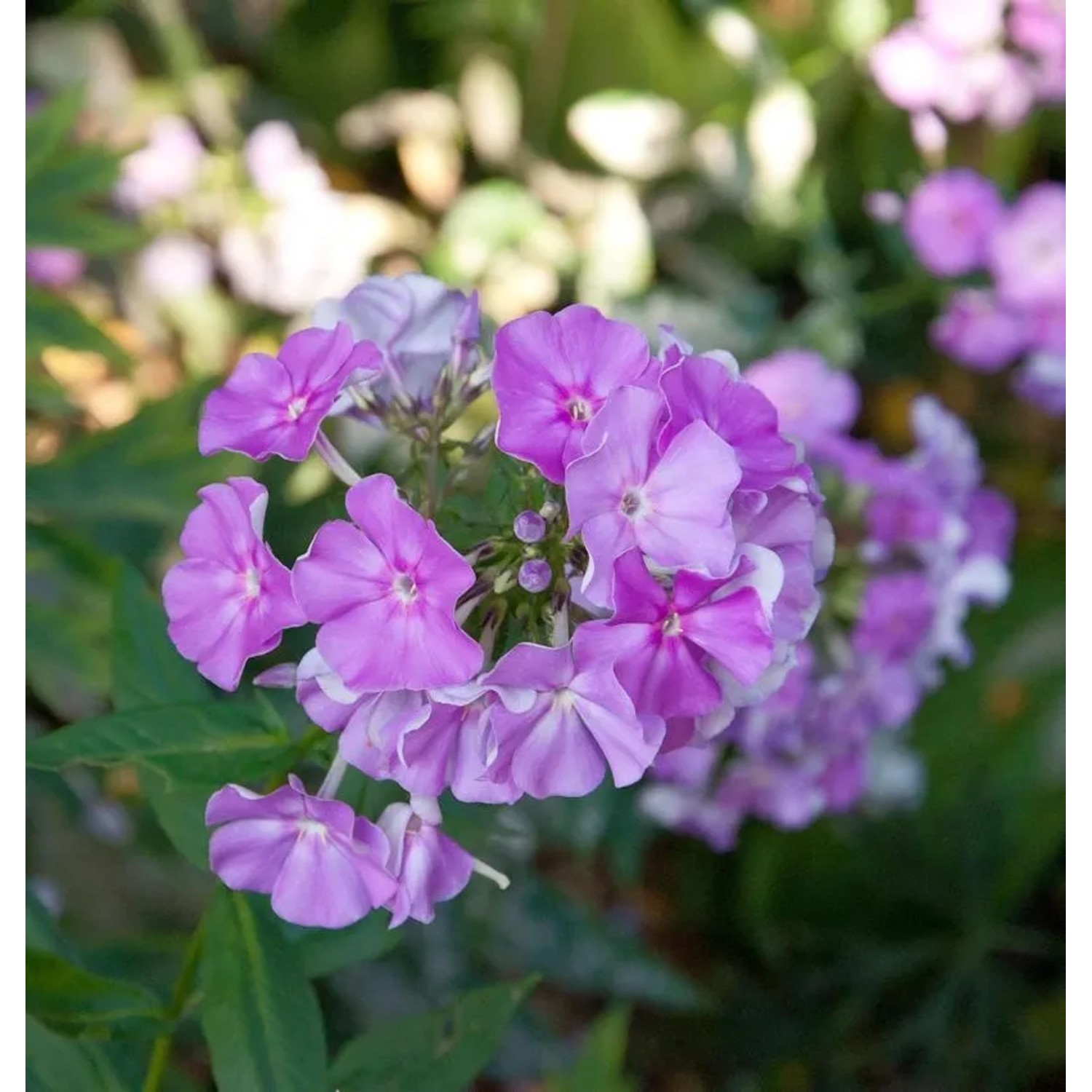 Hohe Flammenblume Purple Kiss - Phlox paniculata
