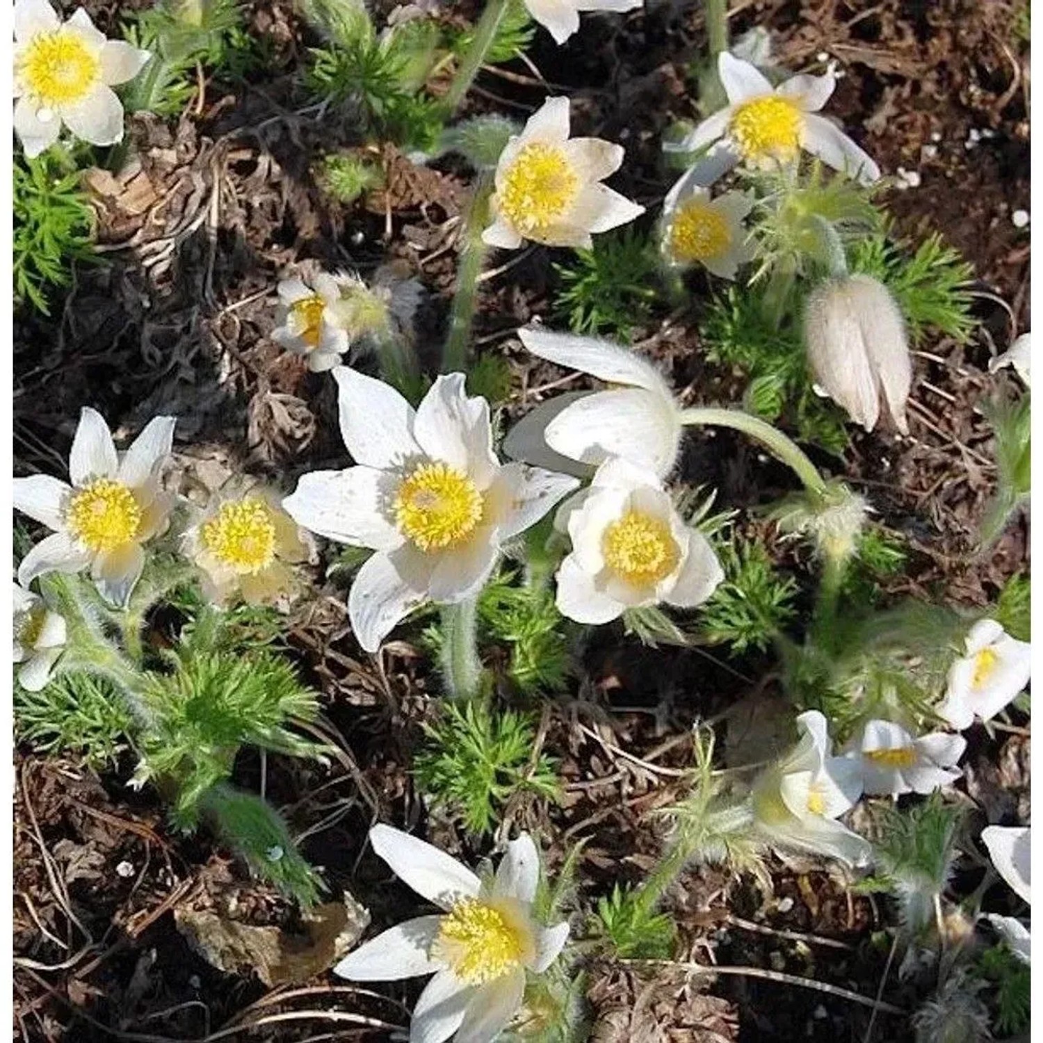 Weiße Küchenschelle - Pulsatilla vulgaris