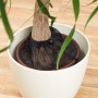 Reer Pflanzenschutz-Netz, schwarz, Ø 30 cm auf einem Blumentopf in einem weißen Übertopf.