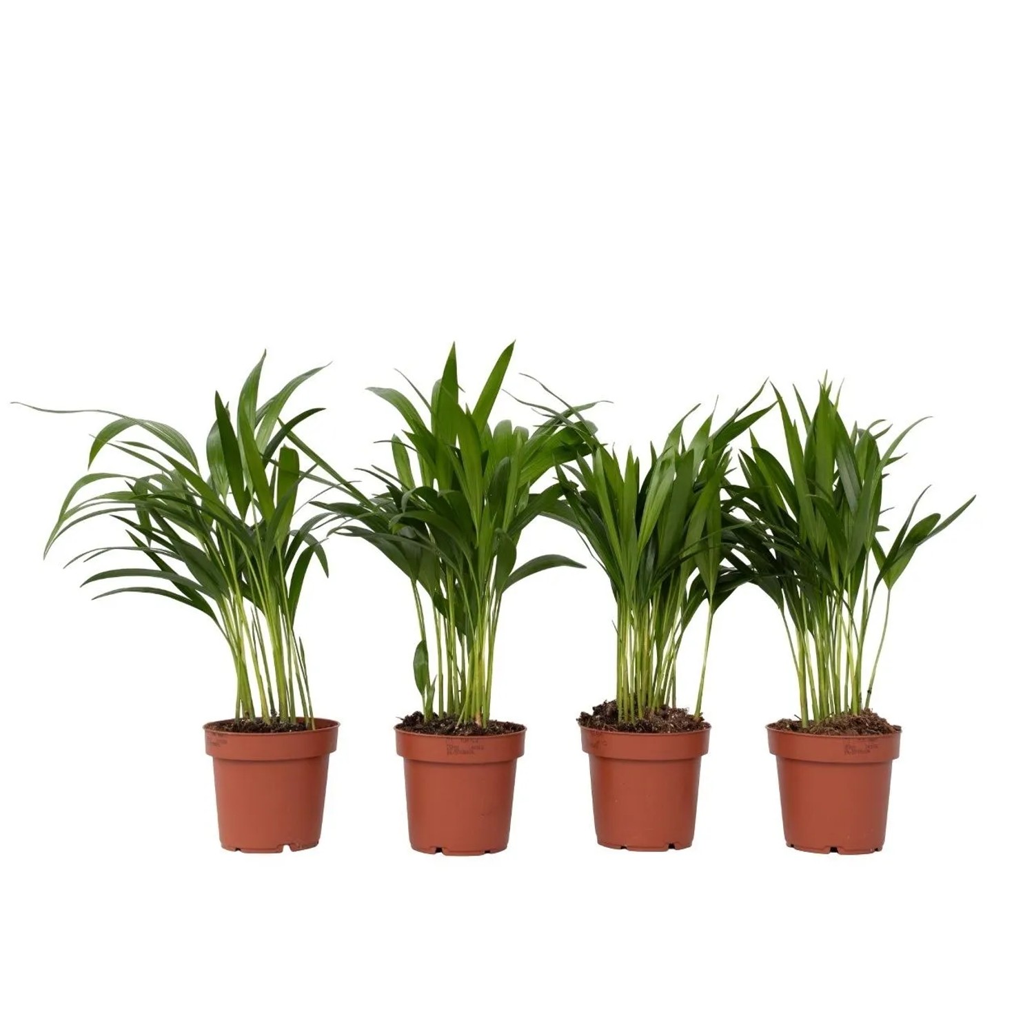 Plant In A Box Goldfruchtpalmen X4  Dypsis Lutescens Höhe 30cm Ø12 Grün