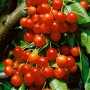 Süßkirsche 'Büttners Rote Knorpel' mit reifen, roten Früchten am Baum.