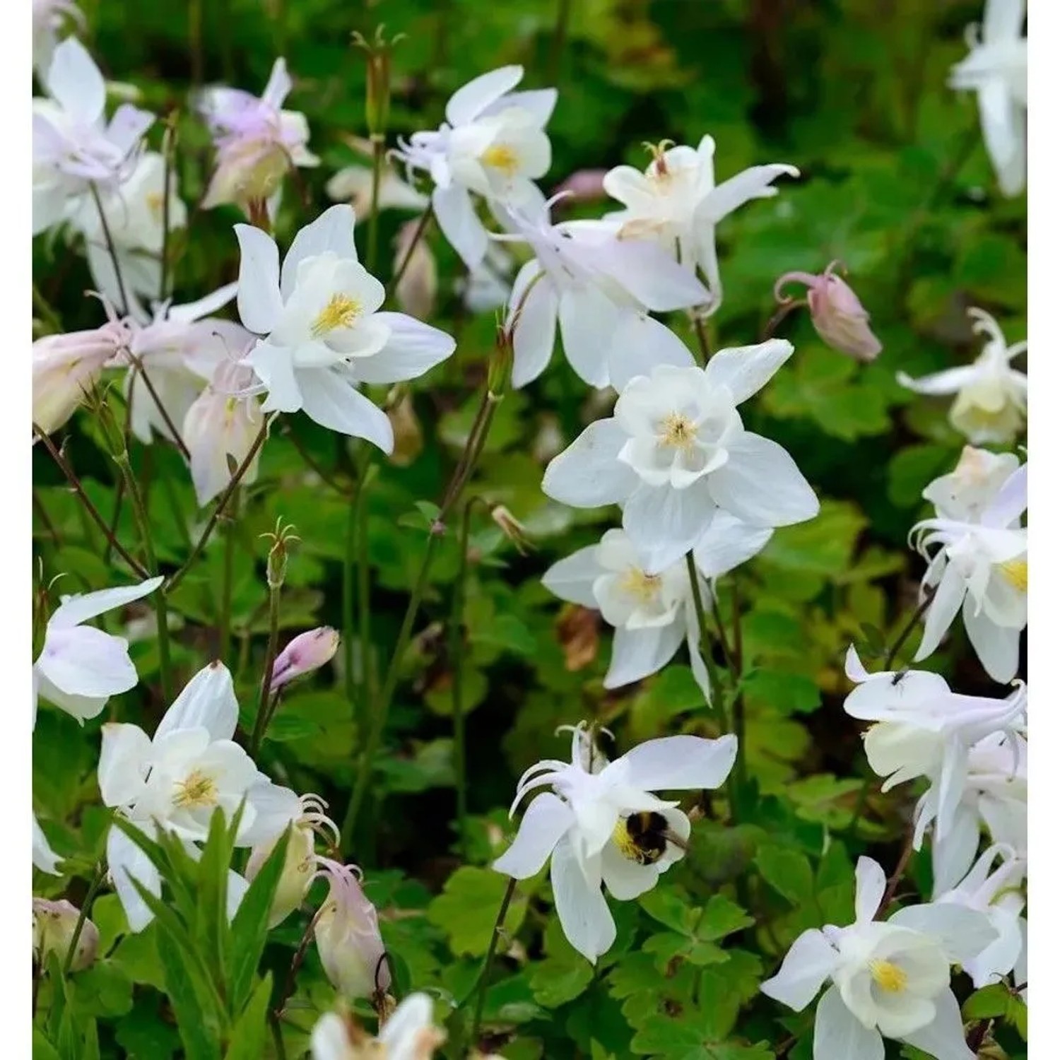 Zwergakelei Spring Magic Weiß - Aquilegia flabellata