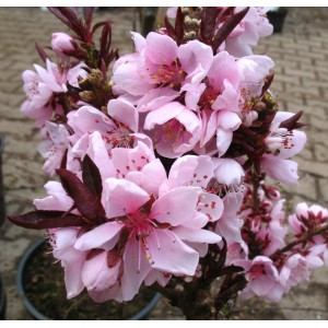 Zwergpfirsich Crimson®, rotlaubig 50 - 70 cm Prunus persica