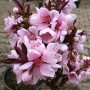 Zwergpfirsich Crimson® mit rosa Blüten und rotlaubigen Blättern, ca. 50-70cm hoch.