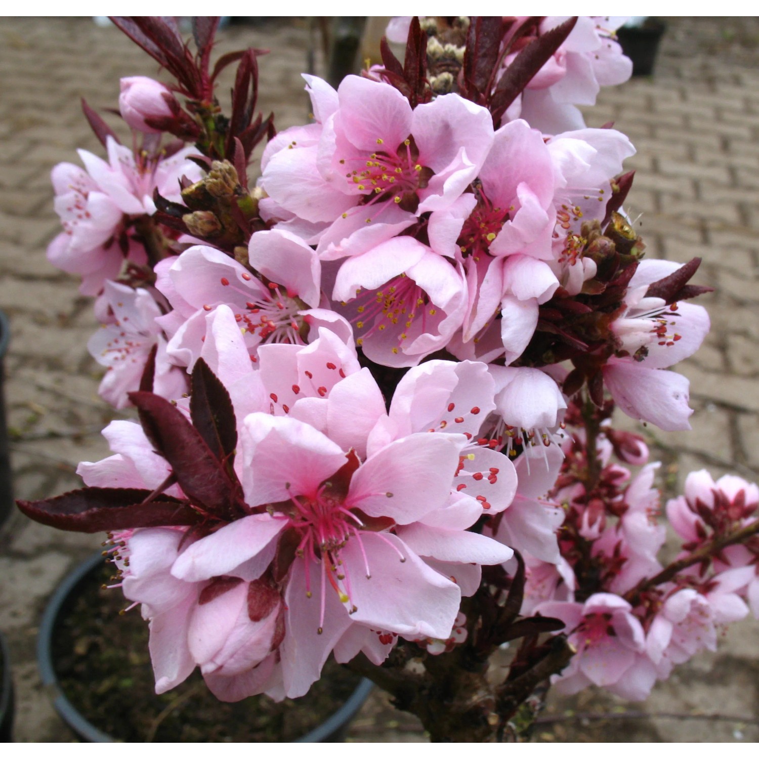 Zwergpfirsich Crimson®, rotlaubig 50 - 70 cm Prunus persica