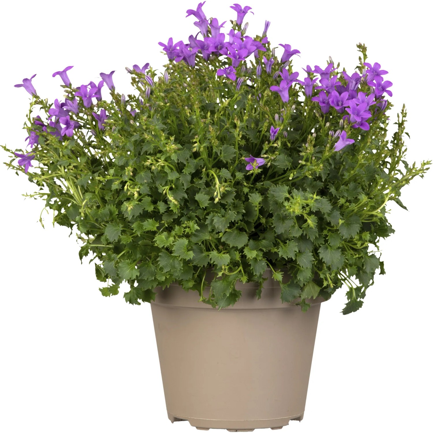 Glockenblume Im Topf