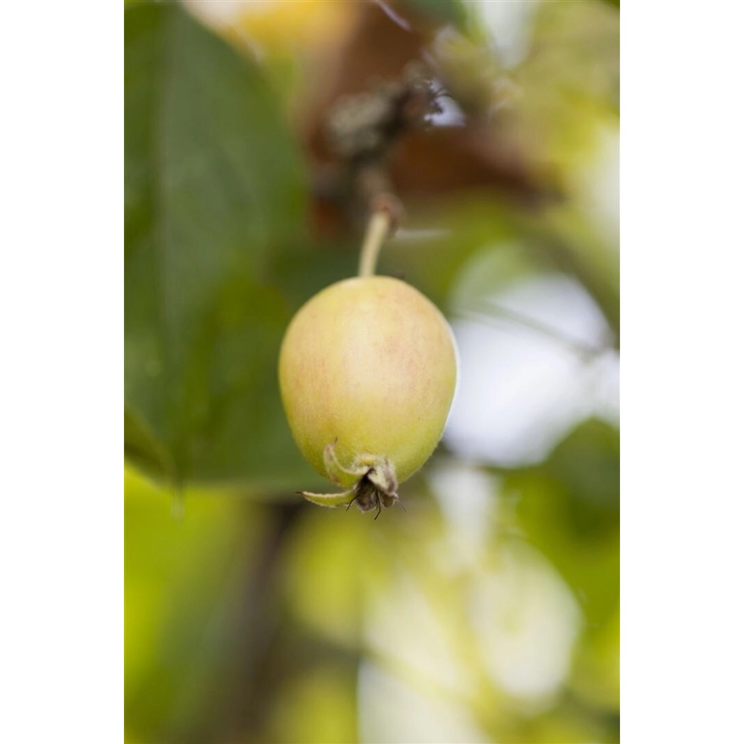 Malus John Downie Zierapfel 100–125 cm günstig online kaufen