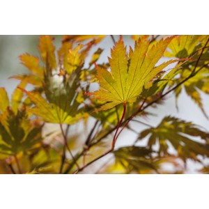 Nahaufnahme von gelb-roten Blättern des Japanischen Ahorns (Acer Palmatum).