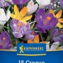Kiepenkerl Krokus-Mischung mit lila, gelben und weißen Blüten, 15 Stück.