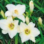 Nahaufnahme der weißen Taglilie 'Gentle Shepherd' im Topf, eine elegante Staude für sonnige Standorte.